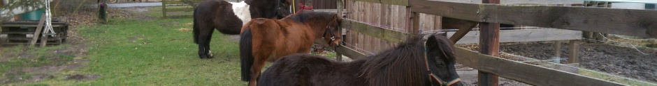 meine ehemaligen Ponys